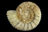 Fossil Ammonite (Pavlovia) - Russia #119441-1